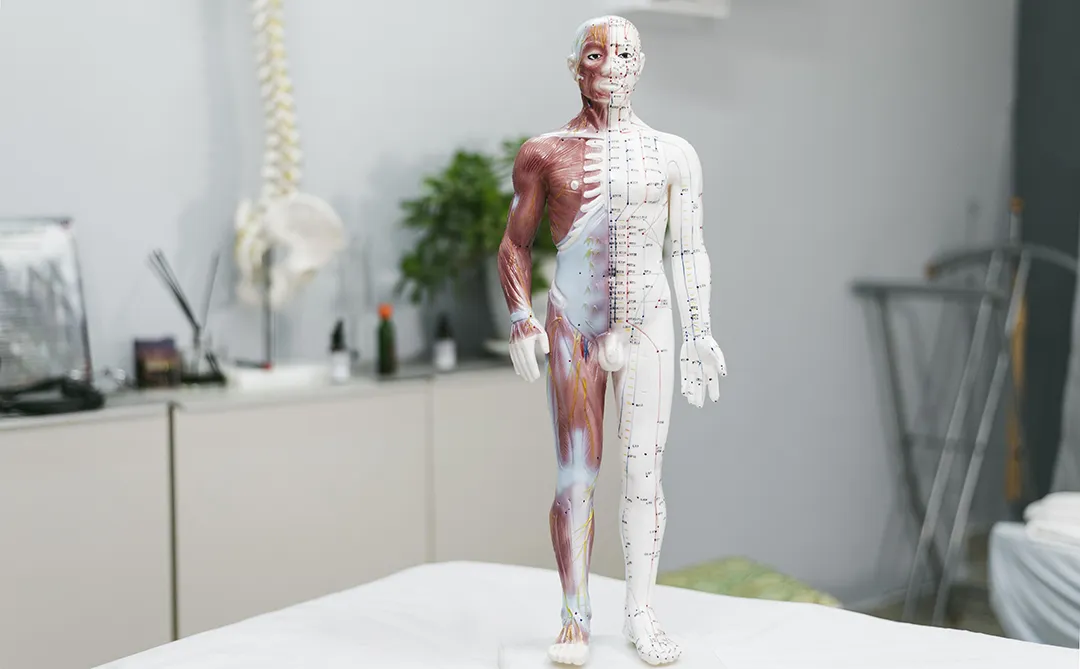 Foundations of Kinesiology: Principles of Human Movement and Joint Function