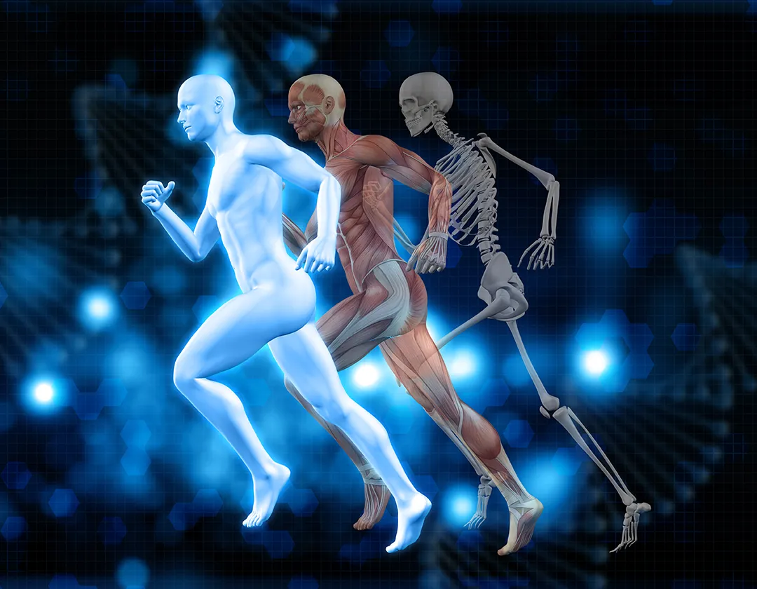 Neurophysiological Mechanisms and Functional Organization of the Nervous System